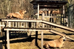 Ziegen chillen in der Sonne